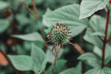 在道门崇地区 有许多种野花 植物群 太阳 春天 花园图片