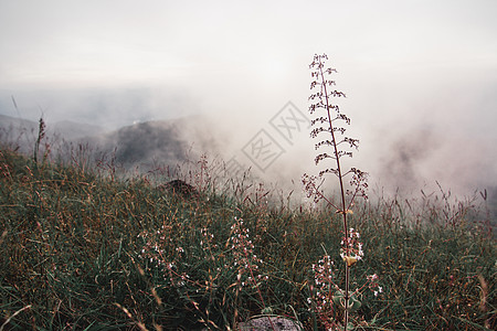 在道门崇地区 有许多种野花 霜花 草地 孟冲 山图片