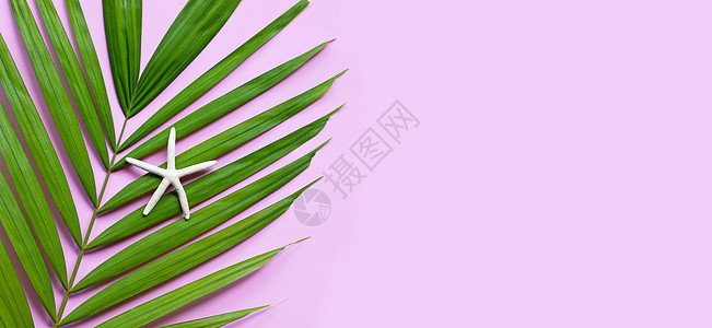热带棕榈树叶上的海星 粉红背景图片