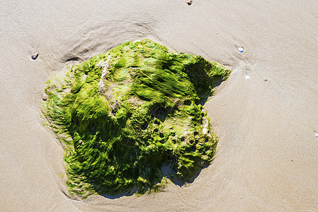 当海滨的潮水降下时 绿海藻在岩石上图片