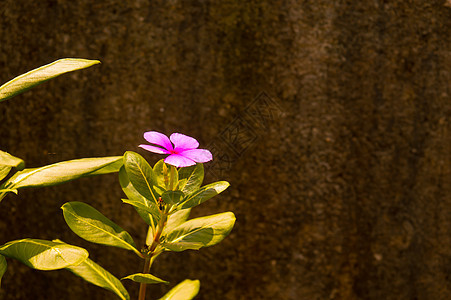 粉红色和真正的黄花菜花卉背景 粉红色真花的图像 在夏日的阳光下 室内植物花卉背景墙纸靠在脏兮兮的墙上 美丽 生长图片