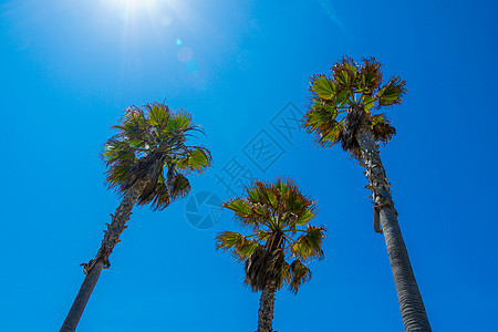 棕榈树和蓝天的棕榈树 夏季自然场景 棕榈树绿枝热带生态概念 温暖的 加州图片
