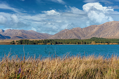 Azure蓝湖Tekapo NZ 户外 旅游图片