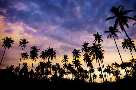 椰子树剪影棕榈树在沙滩上 带双影背景