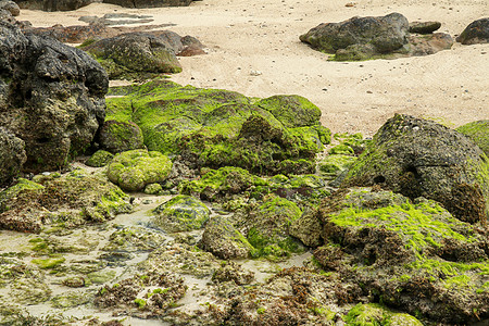 低潮下 海藻和沙滩被大块石头包围 风景美丽 在自然海滩上布满 水 夏天图片