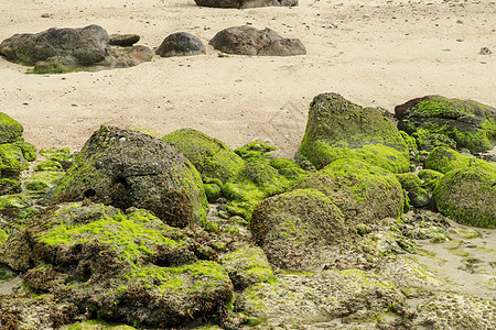 低潮下 海藻和沙滩被大块石头包围 风景美丽 在自然海滩上布满 水 旅行图片