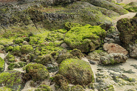 退潮时沿海岩石上过度生长的绿藻 关闭在退潮期间在沿海岩石上生长的绿藻 阳光明媚的夏日黄金时段 美丽的原始植物质感 宁静 假期图片