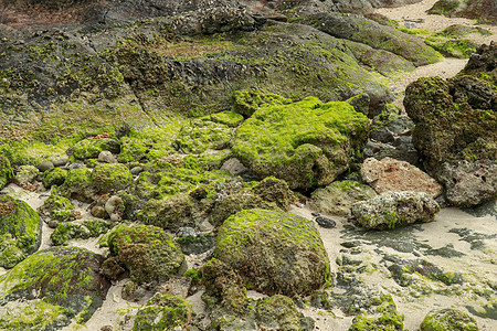退潮时沿海岩石上过度生长的绿藻 关闭在退潮期间在沿海岩石上生长的绿藻 阳光明媚的夏日黄金时段 美丽的原始植物质感 海洋 藻类图片