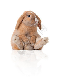小兔子坐着 漂亮的 有趣的 生物 宠物 年轻的 蓬松的 毛皮图片