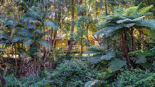 热带雨林小屋高清图片