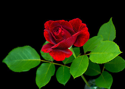 黑色背景的红玫瑰 芽 婚礼 问候语 生日 节 天背景图片