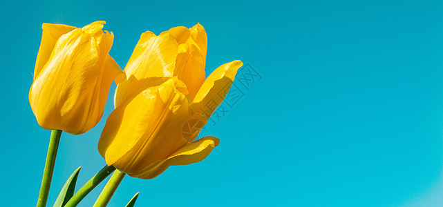 蓝色背景的黄色郁金香 等待春天 三张郁金香 复活节快乐卡和空间副本图片