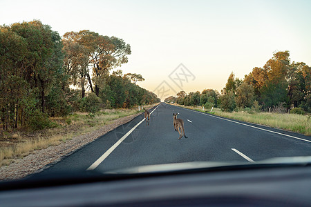 澳大利亚Kangaroos不应该在路上图片