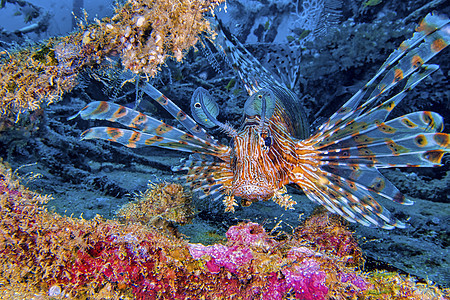 红狮子鱼 马尔代夫南马累环礁图片