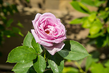 在花园盛开的大玫瑰中 粉红色的巴德图片