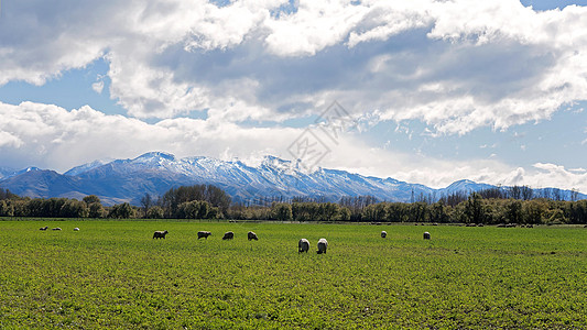 阿尔巴斯山羊对抗雪地阿尔卑斯山的野外羊群回落 树木 新西兰背景