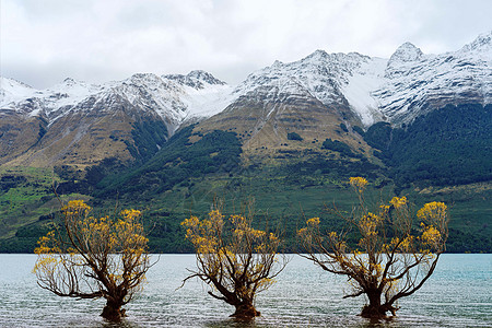瓦卡提普湖的三棵树 在格莱诺奇对抗雪盖山图片