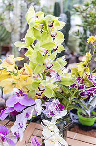 美丽的花兰花的多彩混合 自然 植物 庆祝活动 叶子图片