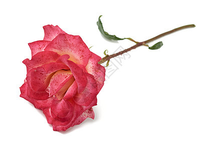 粉红花朵玫瑰在白色背景上被孤立 浪漫的 花的 礼物图片