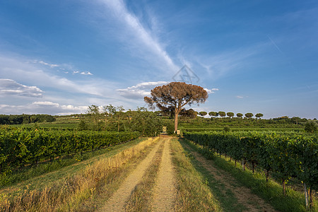 意大利托斯卡纳美丽的夏日风景 农场 日出图片