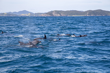 海豚岛湾图片