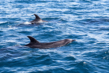 群岛海豚湾 假期 自然 动物 脚蹼 鳍 湿的 海洋 海豚属图片