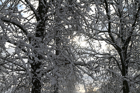 冬季暴雪之后的树木 植物 森林 云 雪花 太阳 假期图片