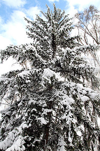 冬季暴雪之后的树木 天 木头 冬天 冷杉图片