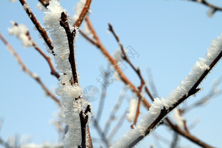 冬季暴雪之后的树木 寒冷的 场景 公园 蓝色的 自然 季节图片
