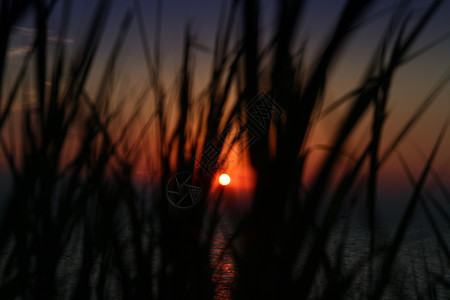 沙滩上日落的青草海 沙丘 太阳 黎明 天空 美丽的图片