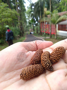 松树鲜花仍在萌芽 摄影 秋天 公园 圣诞节 森林 脆弱性图片