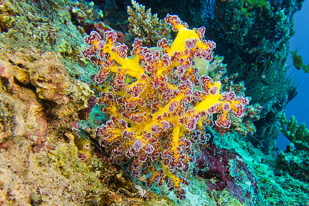 马尔代夫南阿里环礁岛珊瑚礁 多块砍伐的树木珊瑚图片