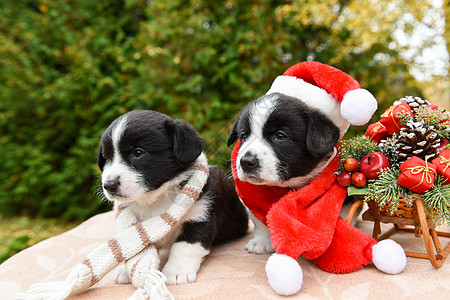 装在圣诞帽子里的科里吉小狗 快乐的 彭布罗克 父亲图片