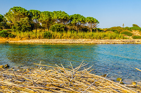 意大利西西里Gelsomineto海滩旁的卡西比勒河口 花 水图片