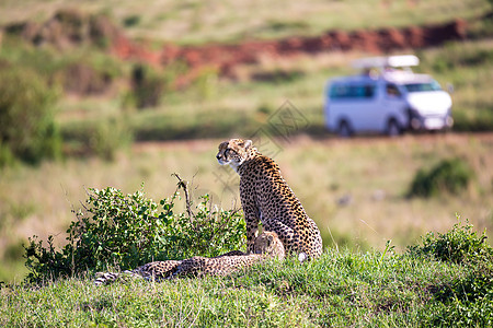 在肯尼亚大草原有两名孩子的印度豹母亲 自然图片