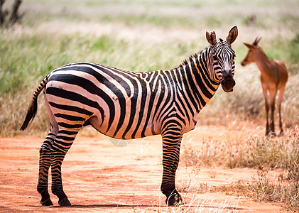 肯尼亚稀树草原草原地带的斑马 旅行 假期 哺乳动物图片