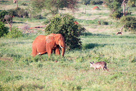 一头红大象穿过热带草原 在很多植物之间 肯尼亚图片