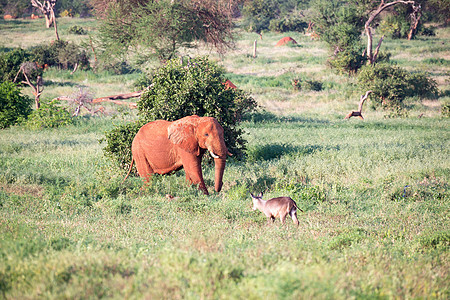 一头红大象穿过热带草原 在很多植物之间 栖息地图片