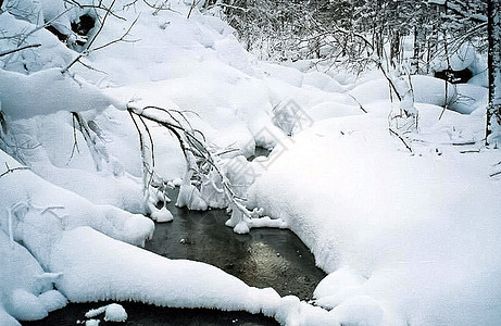 在树枝和草地上积雪冰霜 在萨扬的冬天 自然俄罗斯 木头 薄片图片