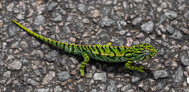 街道上绿色变色龙的近处 野生动物 胡同 路 夏天 蜥蜴图片