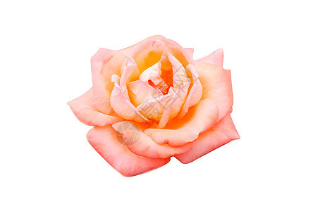 美丽的甜蜜橙色玫瑰花朵花朵 在白色的背地上被孤立 天 情人节图片