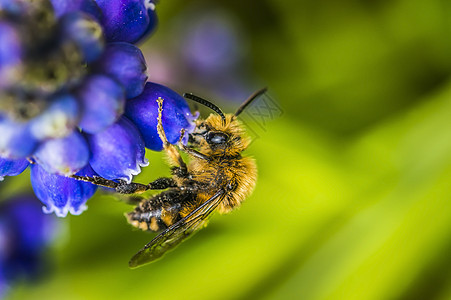 蓝青春花的野蜜蜂为母亲日 风信子 母亲节贺卡 芽 春天图片