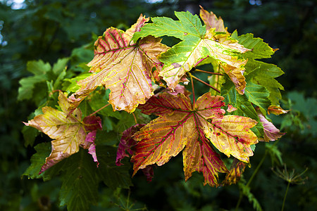 秋天和秋天公园和林树叶 自然的黄色和橙色颜色 森林 立陶宛图片