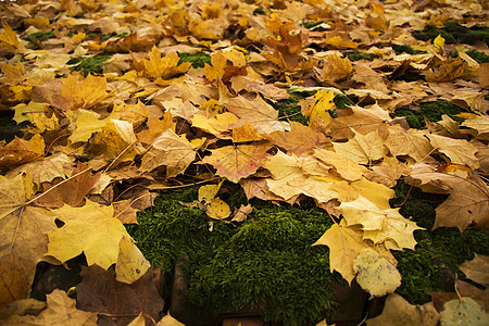 秋天和秋天公园和林树叶 自然的黄色和橙色颜色 特拉凯 十月图片