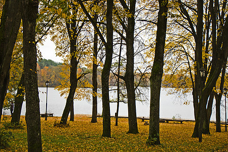 秋天和秋天公园和林树叶 自然的黄色和橙色颜色 美丽的 十月图片