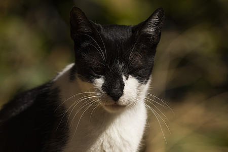 有黑白斑点的猫 躺在太阳下 萨拉戈萨 假期 草 猫科动物图片