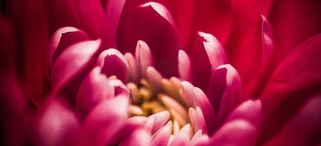 盛开的红花花瓣 抽象花卉花朵艺术图片