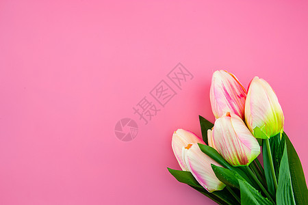 美丽的黄色郁金香花朵 粉红色背面有平板 躺着图片