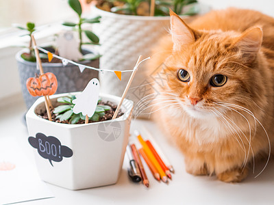 可爱的姜猫和花盆 配有Ha手工制作的装饰品 脸 鬼图片