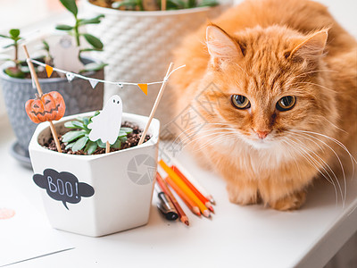 可爱的姜猫和花盆 配有Ha手工制作的装饰品 鬼 动物图片
